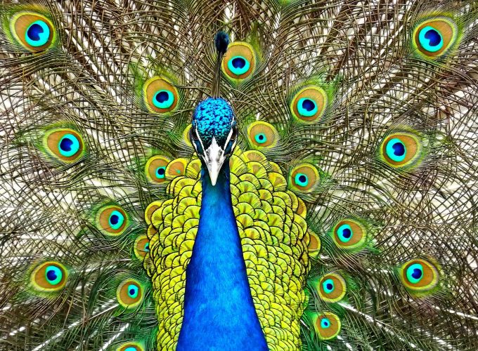 Wallpaper Peacock, feathers, Animals 958096608